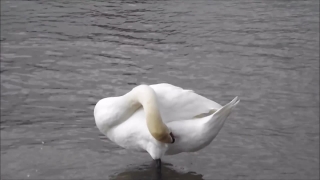 Videoblocks Footage, Bird, Gull, Wildlife, Feather, Water