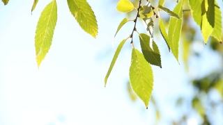 Videos Background, Leaf, Grove, Leaves, Plant, Branch