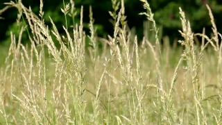Videos For Commercial Use, Wheat, Cereal, Field, Agriculture, Rural