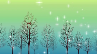Videos For Free Use, Fir, Plant, Tree, Design, Season