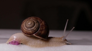 Videos Free From Copyright, Snail, Gastropod, Mollusk, Invertebrate, Animal