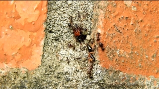 Vintage Video Footage, Ant, Insect, Arthropod, Rough, Texture