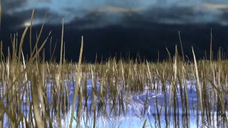 Virtual Reality Stock Footage, Reed, Landscape, Sky, Grass, Lake