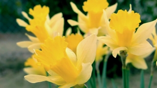 Vj Movies, Narcissus, Bulbous Plant, Plant, Vascular Plant, Flower