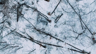 Volcano Stock Footage, Snow, Weather, Tree, Winter, Forest