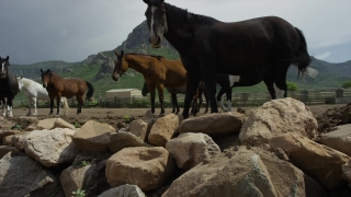 Walking Stock Video, Horse, Thoroughbred, Animal, Farm, Horses