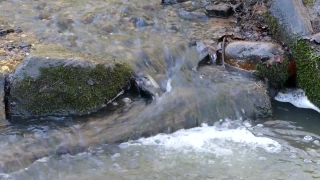 Water, River, Rock, Bird, Stream, Stone
