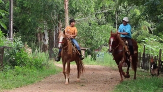 Watermark Stock Videos, Horse, Equine, Sorrel, Horses, Resort