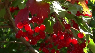 Website Background Videos, Currant, Fruit, Berry, Shrub, Woody Plant