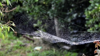 Website Backgrounds, Spider Web, Web, Trap, Cobweb, Spider