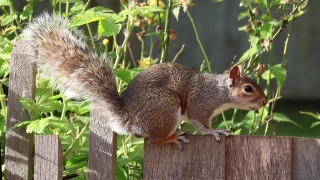Wevideo Stock Footage, Fox Squirrel, Tree Squirrel, Rodent, Squirrel, Wildlife