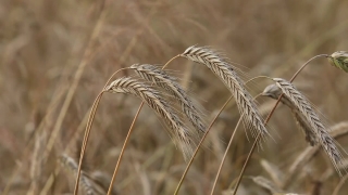 Wheat, Cereal, Field, Agriculture, Harvest, Grain