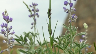 Wildlife Stock Video, Herb, Plant, Vascular Plant, Flower, Garden