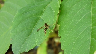 Without Copyright Bgm, Insect, Arthropod, Leaf, Invertebrate, Plant