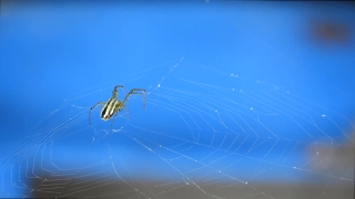 Worship Backgrounds Hd, Spider Web, Web, Spider, Trap, Arachnid