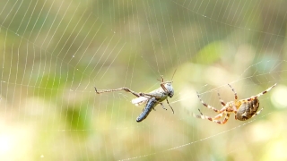 Worship Motion Loops, Spider Web, Web, Spider, Trap, Cobweb
