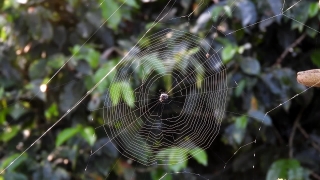 Worship Videos, Spider Web, Web, Trap, Cobweb, Spider