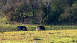 Writing Stock Footage, Cow, Cattle, Bovine, Grass, Farm