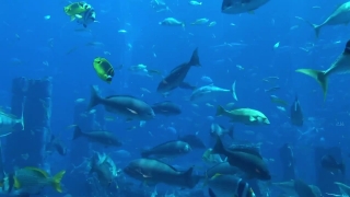 Ww1 Stock Footage, Hammerhead, Fish, Shark, Underwater, Sea