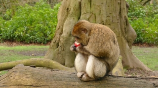 Youtube Intro Copyright Free, Macaque, Monkey, Primate, Wildlife, Wild