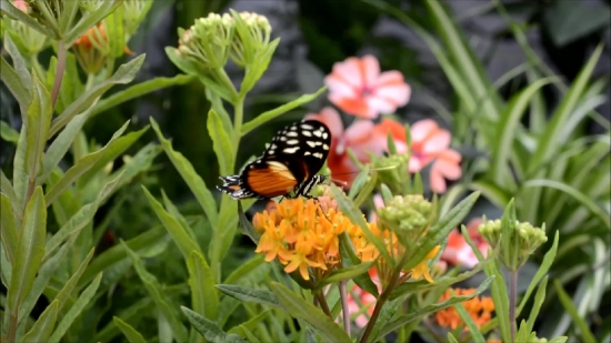 Youtube No Copyright Video Clips, Butterfly Weed, Milkweed, Herb, Vascular Plant, Plant