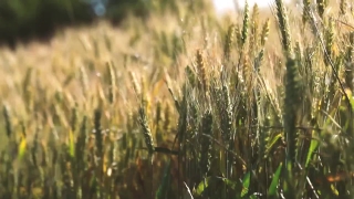 Youtube No Copyright Video, Wheat, Cereal, Field, Agriculture, Rural