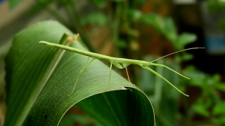 Youtube Non Copyright, Walking Stick, Insect, Arthropod, Plant, Leaf