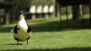 Youtube Stock Footage, Bird, Magpie, Beak, Wildlife, Feather