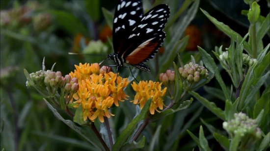 Youtube To Use, Butterfly Weed, Milkweed, Herb, Vascular Plant, Butterfly