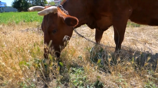 Youtube To Use Videos, Cow, Calf, Cattle, Farm, Young Mammal