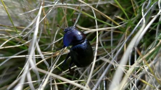 Youtube Videos To Use, Dung Beetle, Beetle, Insect, Wildlife, Plant