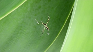 Youtube Videos To Use, Garden Spider, Spider, Arachnid, Arthropod, Black And Gold Garden Spider