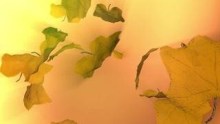  Video Background Downloads, Maple, Oak, Leaves, Leaf, Autumn