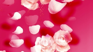 Backgrounds Motion, Pink, Rose, Flower, Love, Petal