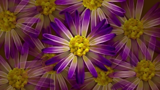 Best Stock Footage, Aster, Flower, Daisy, Angiosperm, Blossom