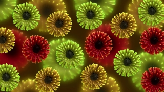 Cool Video Loops, Succulent, Vascular Plant, Plant, Flower, Kiwi