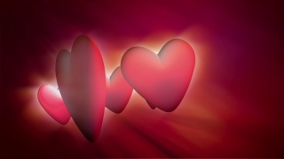 Footage Background, Tulip, Pink, Valentine, Love, Celebration