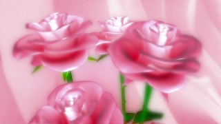 Footage No Copyright, Pink, Flower, Rose, Petal, Gift