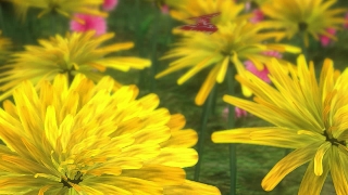 Free Motion Background, Herb, Dandelion, Plant, Flower, Yellow