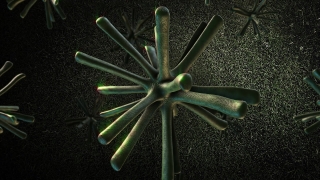 Free No Copyright Video Library, Vascular Plant, Plant, Cactus, Close, Woody Plant
