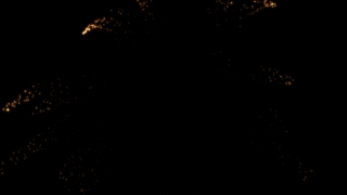 Free Stock Drone Videos, Feather Star, Echinoderm, Invertebrate, Night, Light