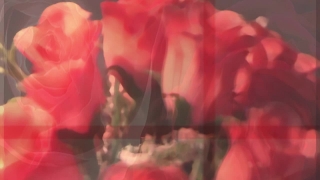 Free Video Clip Library, Shrub, Flower, Rose, Plant, Petal