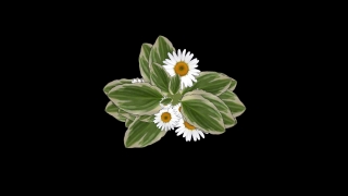 Free Youtube Videos To Use, Flower, Plant, Spring, Daisy, Flowers