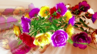 Hd Video Stock Footage, Bouquet, Arrangement, Flower Arrangement, Tulip, Flower