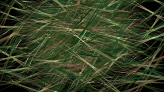 Horsetail, Fern Ally, Plant, Vascular Plant, Grass, Field
