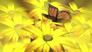 Motion Backgrounds For, Sunflower, Flower, Daisy, Yellow, Petal