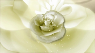 Moving Background Video, Flower, Rose, Pink, Love, Bride