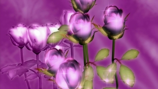 Nature Video Loops, Tulip, Pink, Flower, Lilac, Purple