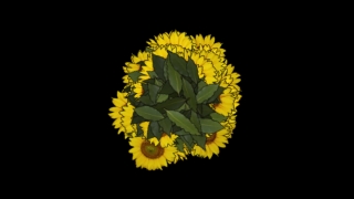 Royalty Free Sports Videos, Plant, Herb, Floral, Dandelion, Yellow