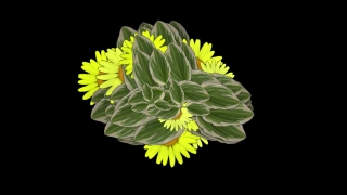Sunflower, Flower, Floral, Plant, Pollen, Spring